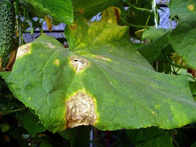 Нехватка элементов питания у огурцов на листьях фото